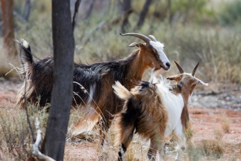 ferral goats save google girl